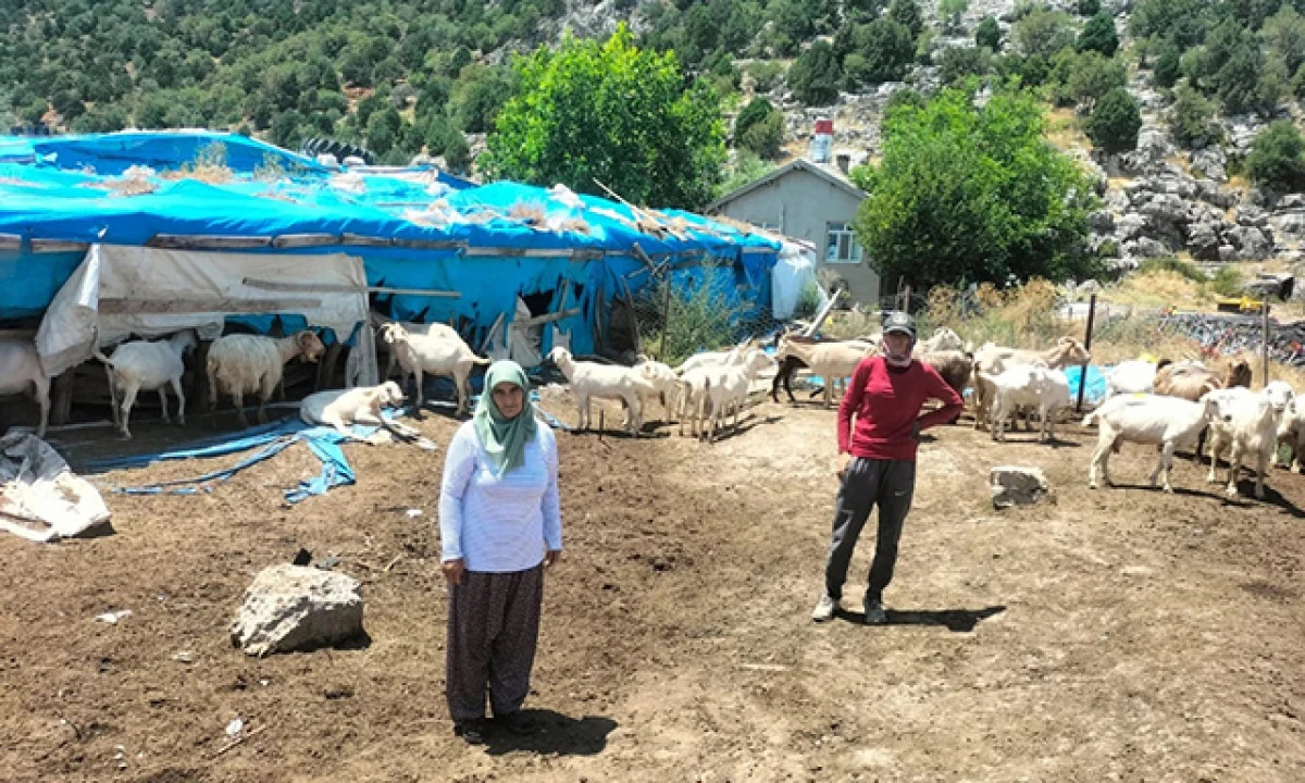 150 küçükbaş hayvan şap hastalığı nedeni ile telef oldu
