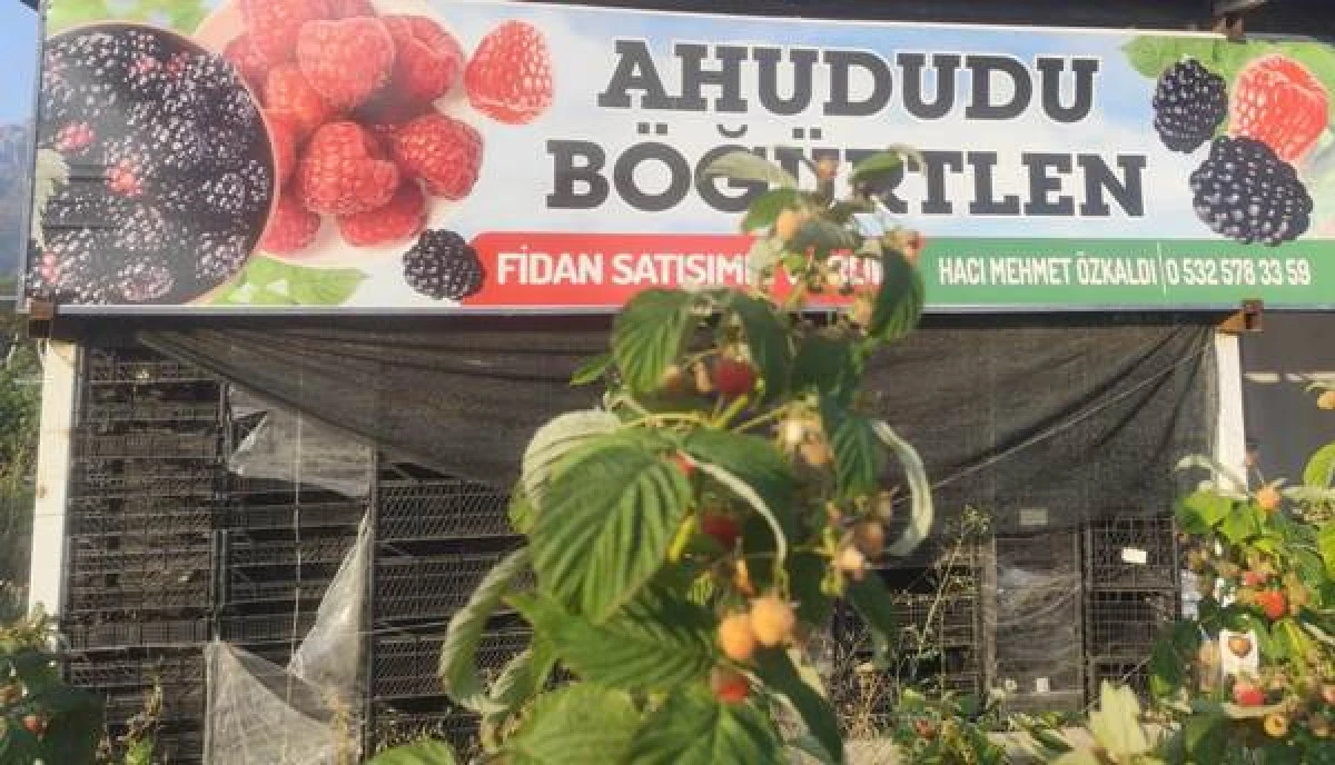 Ahududu ve böğürtlen hasadında rekolte düşüşü yaşandı!