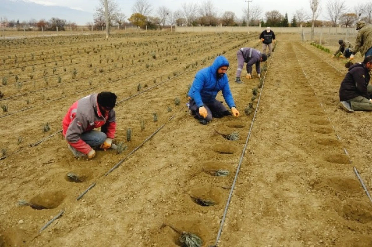 Akşehir belediyesi 5.500 lavanta fidanı dağıttı