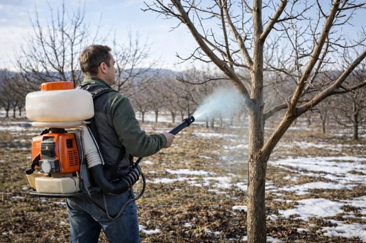 Budama sonrası bordo bulama&ccedil; ve kış ila&ccedil;laması