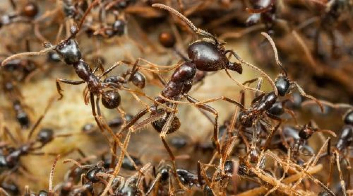 D&uuml;nya &uuml;zerinde ka&ccedil; tane karınca yaşıyor?