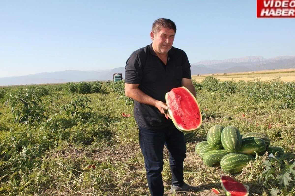 Karpuz üreticisi Yunus Ünüvar, Çiftçiler olarak perişanız!