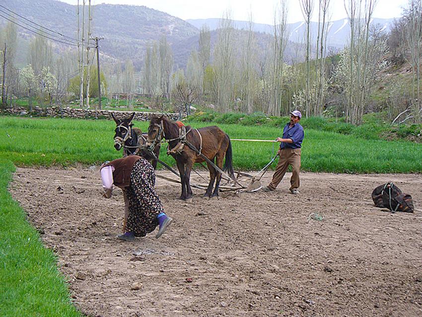 Köy sakinleri kısıtlama günlerini tarlada bahçede çalışarak geçiriyor