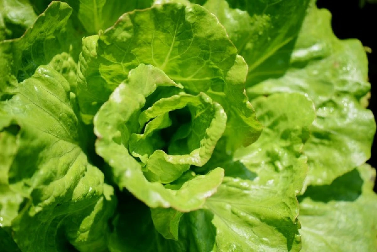 Marul ve t&uuml;t&uuml;nde et proteini &uuml;retildi