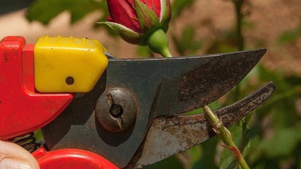 Nisan gelmeden budanması gereken 5 ağa&ccedil; ve bitki