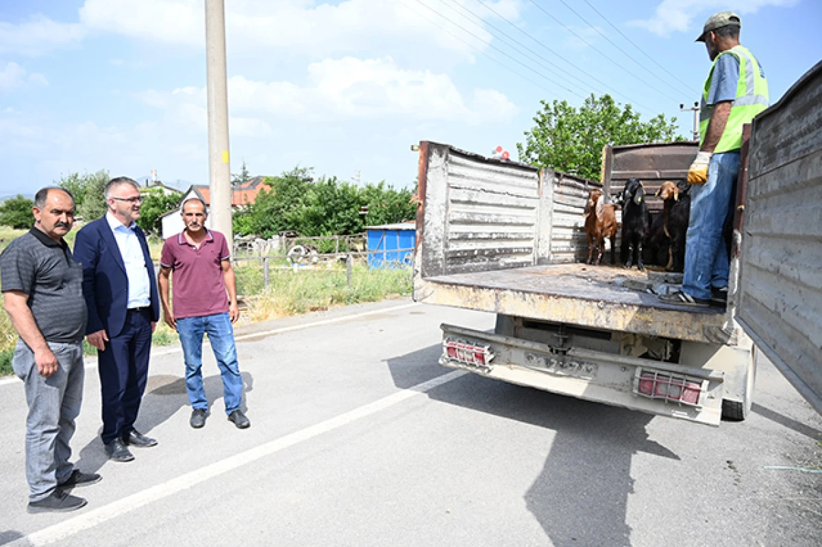 Seydişehir belediyesi, koyunları telef olan aileyi sevindirdi! 