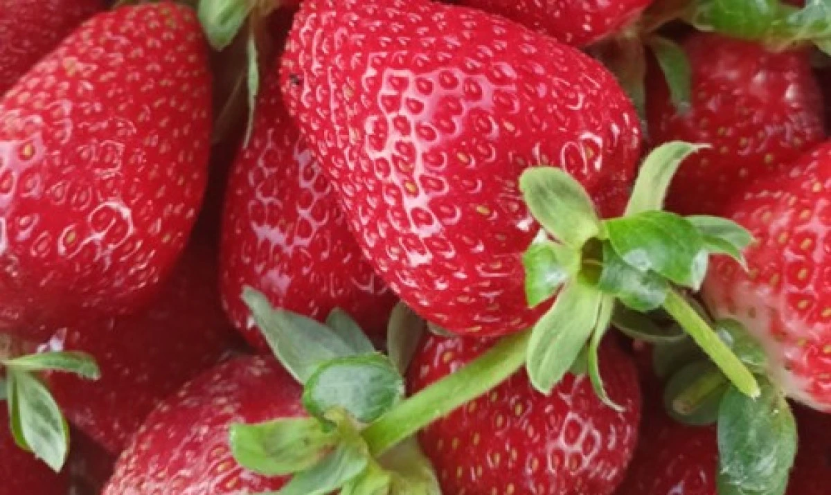 Seydişehir &ccedil;ileği T&uuml;rk patent ve marka kurumu tarafından tescillendi 