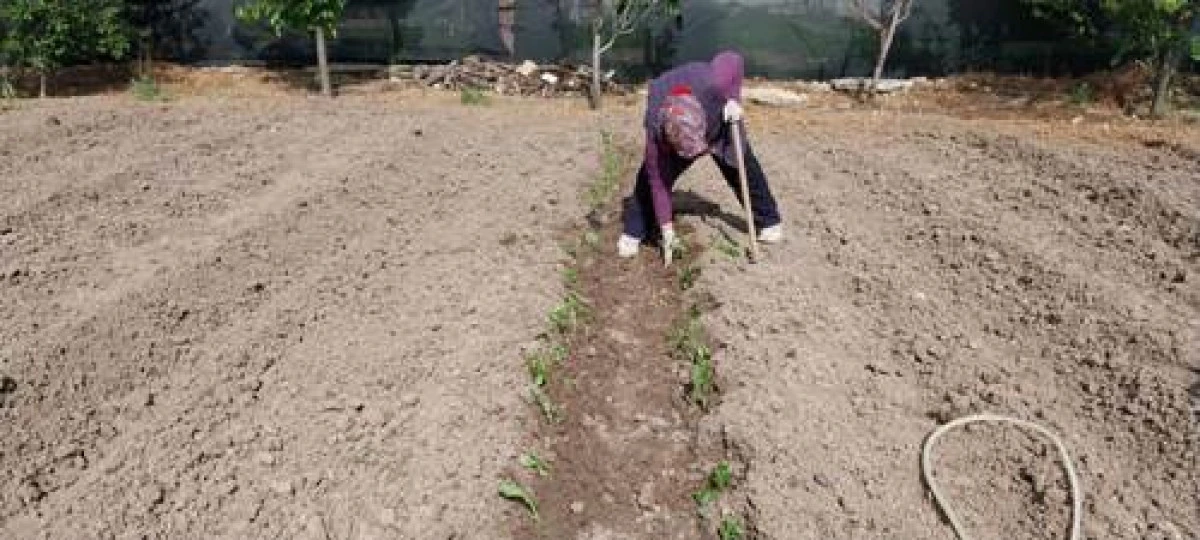 Seydişehir&rsquo;de sebze fideleri toprakla buluşuyor