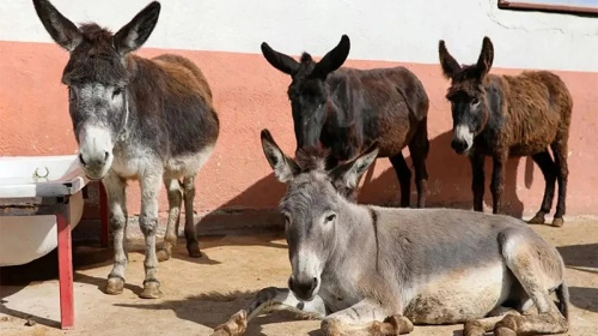 T&Uuml;İK, T&uuml;rkiye&rsquo;de tek tırnaklı hayvan varlığı azaldı