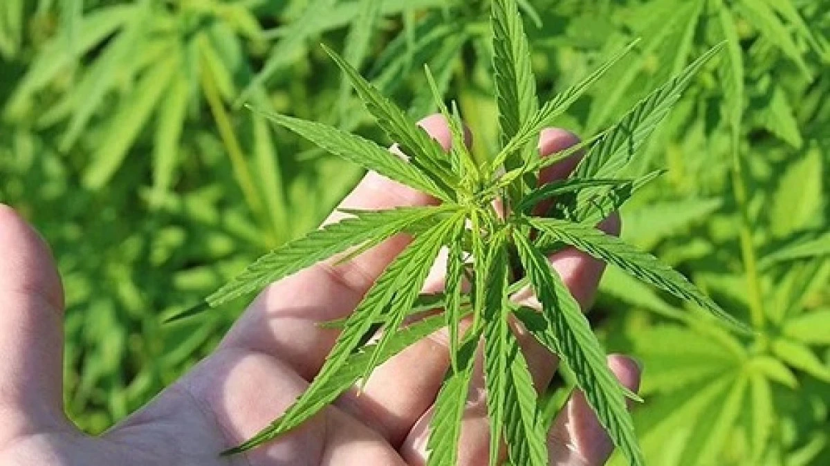 T&uuml;rkiye&rsquo;nin 21 ilinde kenevir &uuml;retim izin &ccedil;ıktı!