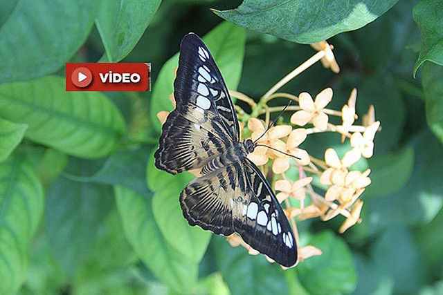 Konya kelebekler bahçesine yoğun ilgi