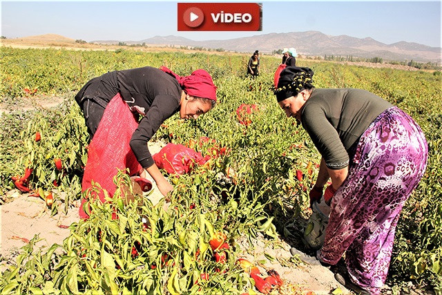 Suğla ovasında kapya biberin hasadı başladı