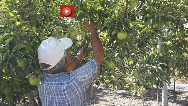 Seydişehir’de elma hasadı başladı