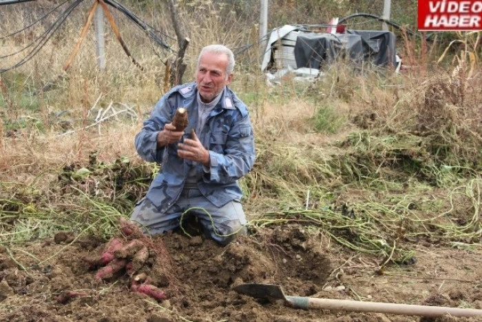 Tatlı patates hasadında rekolte yüksek oldu yüzler güldü